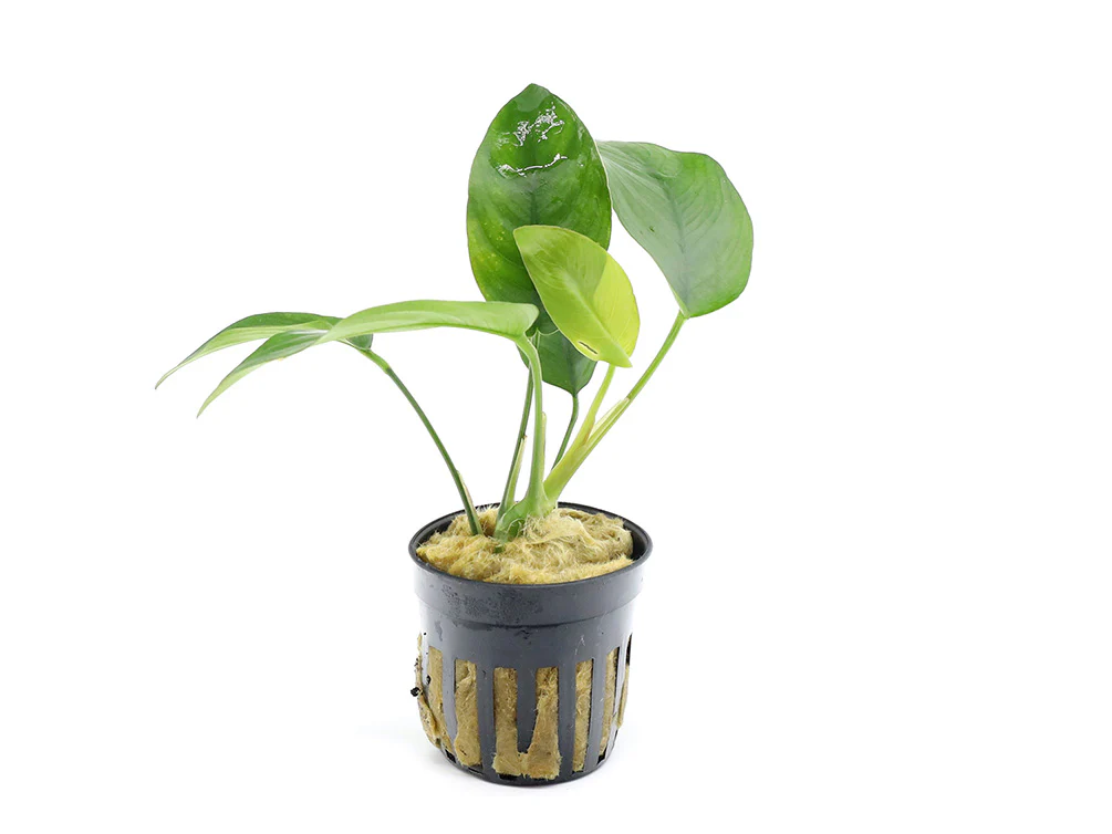 Nana Anubias Tropica (Anubias barteri var. nana 'Tropica') - Nestor' Aquariums & Pets