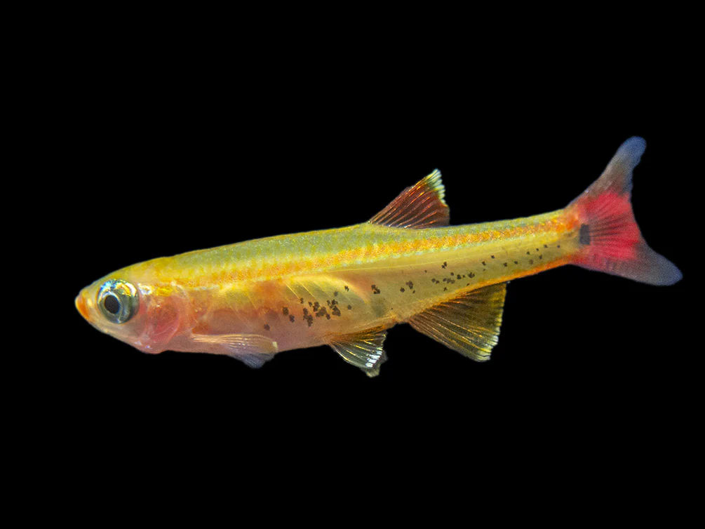 Gold White Cloud Mountain Minnow (Tanichthys albonubes 