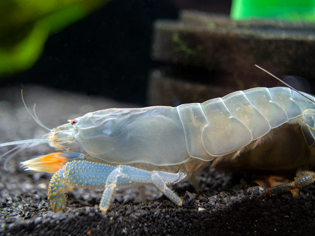 Vampire AKA Viper Shrimp (Atya gabonensis) - Nestor' Aquariums & Pets