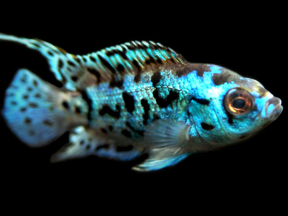 Electric Blue AKA Powder Blue Jack Dempsey Cichlid (Rocio octofasciata 