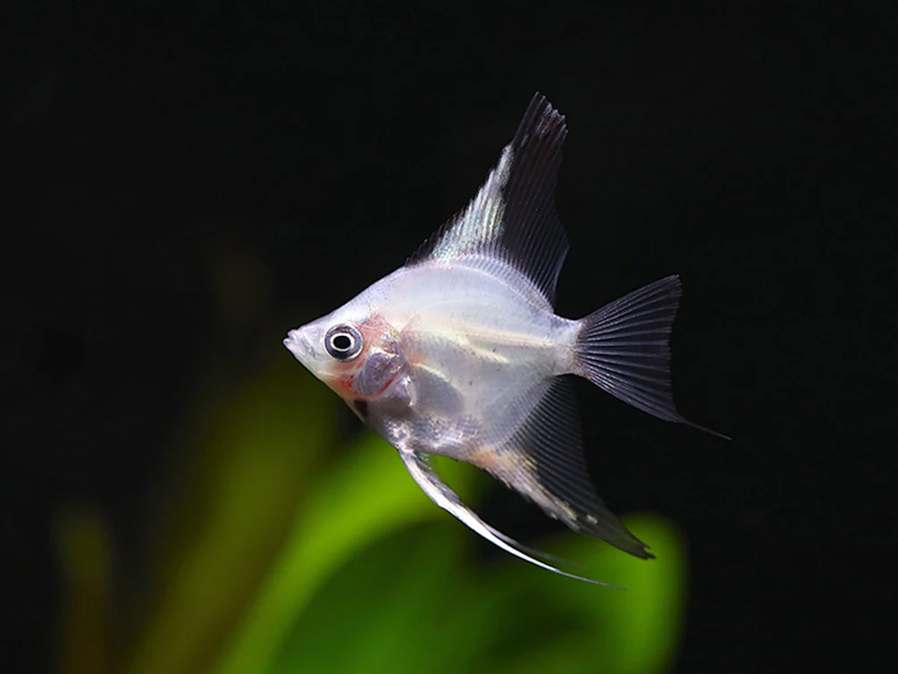 Blushing Blue Ghost Angelfish (Pterophyllum scalare) – Tank Bred - Nestor' Aquariums & Pets