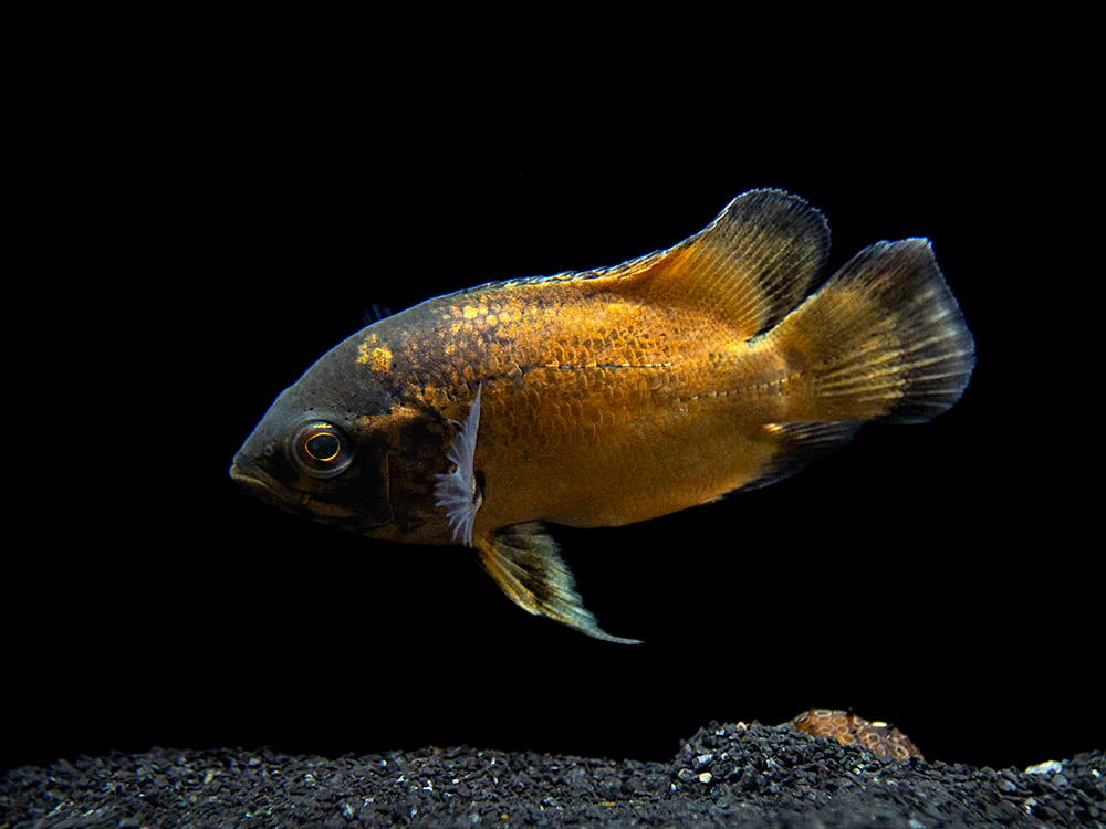 Red Oscar (Astronotus ocellatus), Tank-Bred - Nestor' Aquariums & Pets