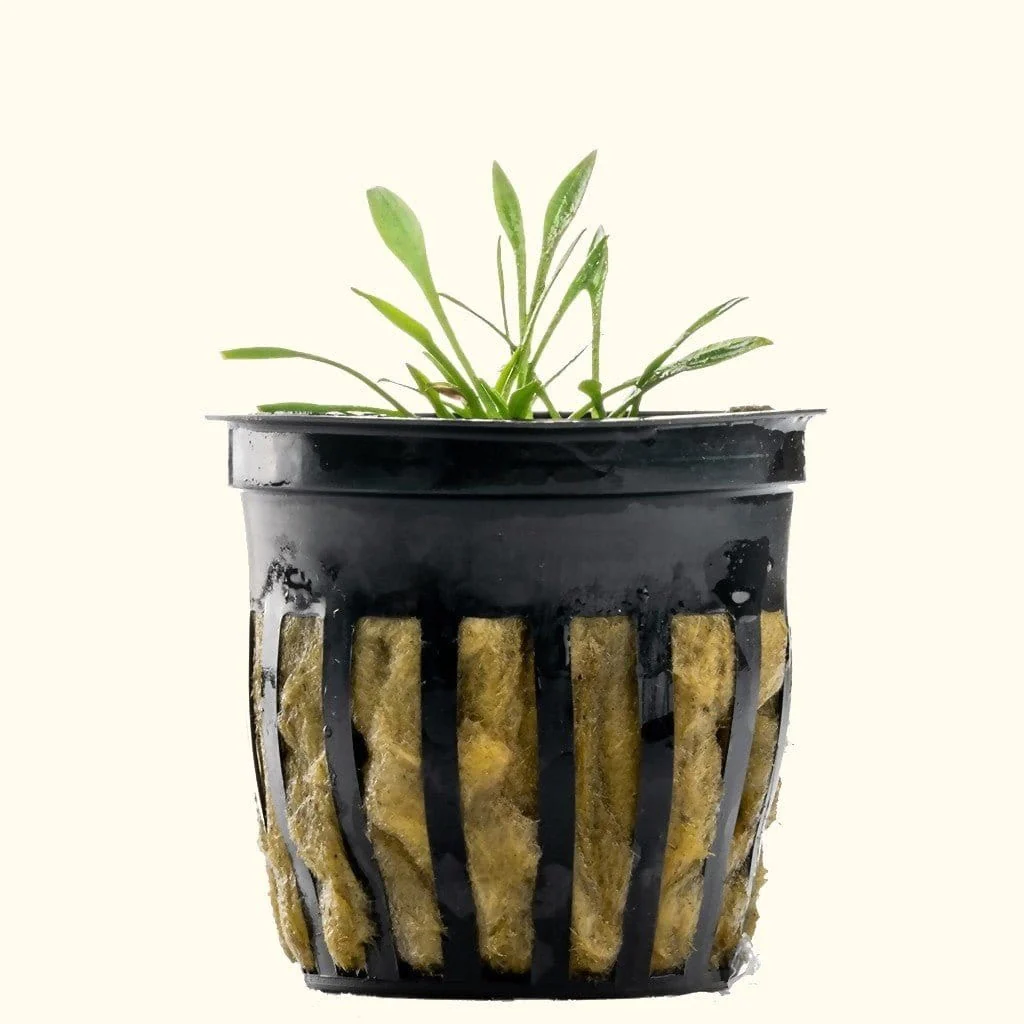 Cryptocoryne Parva - Nestor' Aquariums & Pets
