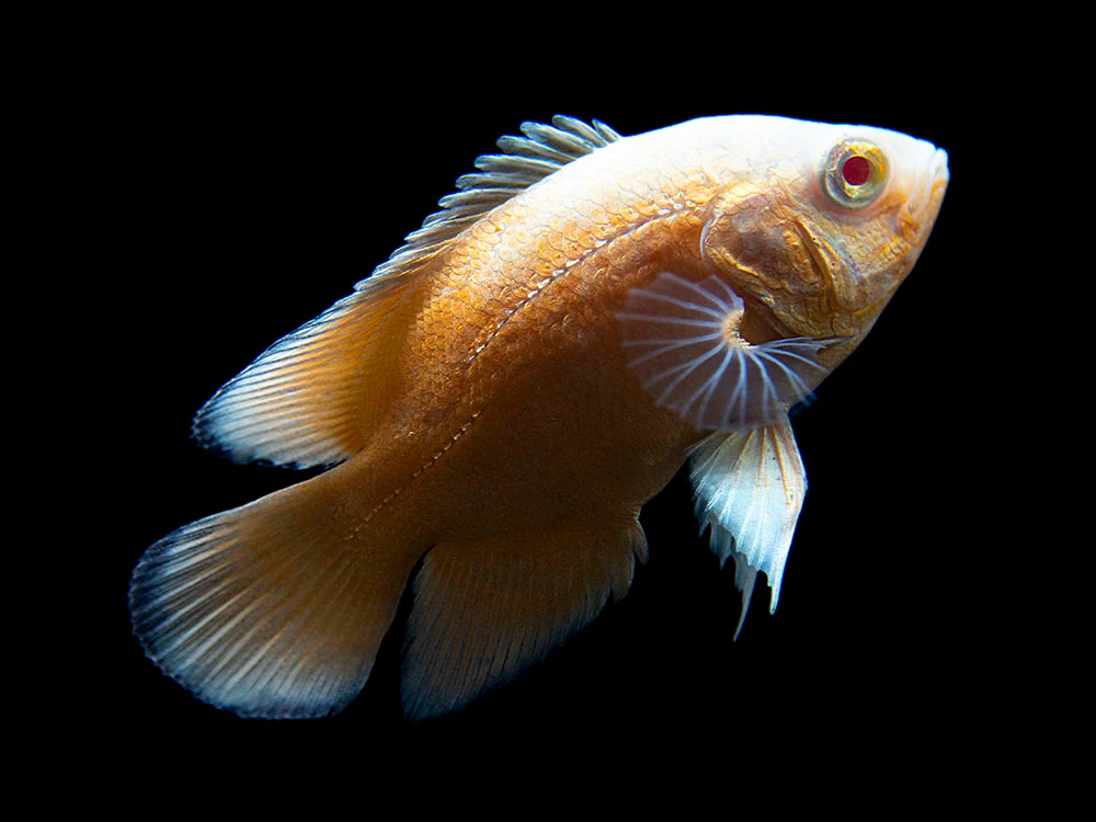Albino Red Oscar (Astronotus ocellatus), Tank-Bred - Nestor' Aquariums & Pets