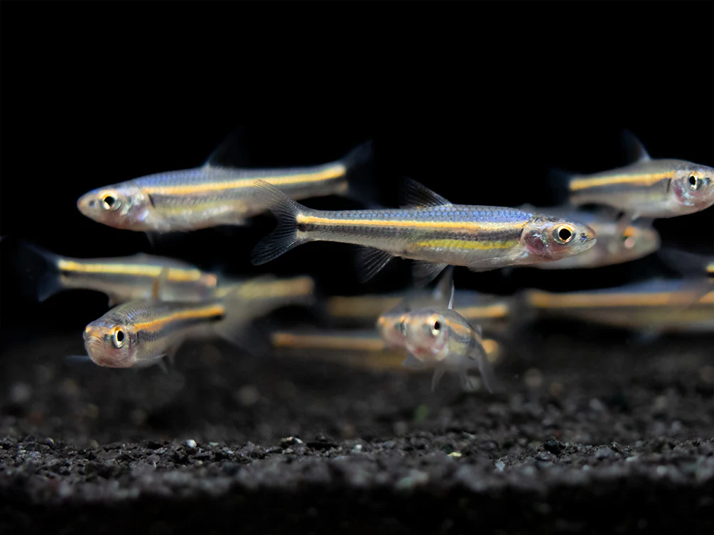 Rainbow Shiner (Notropsis chrosomus), Tank-Bred - Nestor' Aquariums & Pets