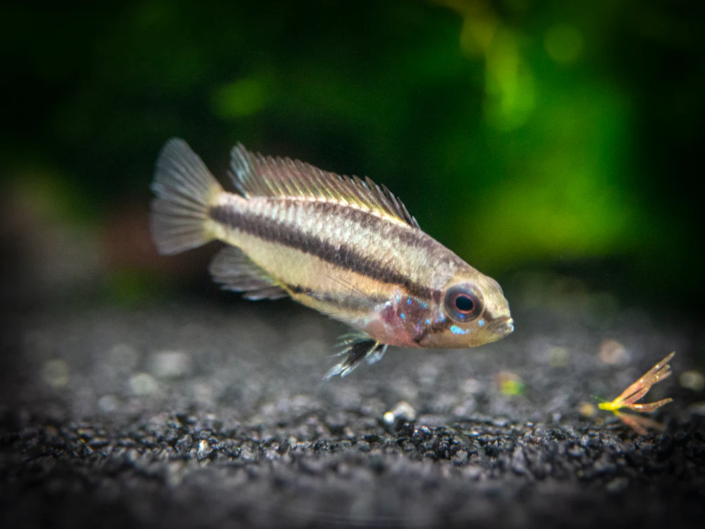 Redfin Three-Striped Dwarf Cichlid (Apistogramma trifasciata) - TANK-BRED!!! - Nestor' Aquariums & Pets