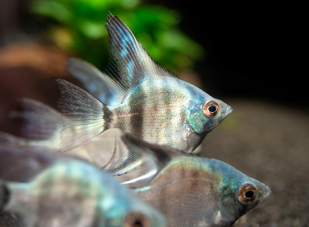 Avatar Turkey Green Angelfish (Pterophyllum scalare 