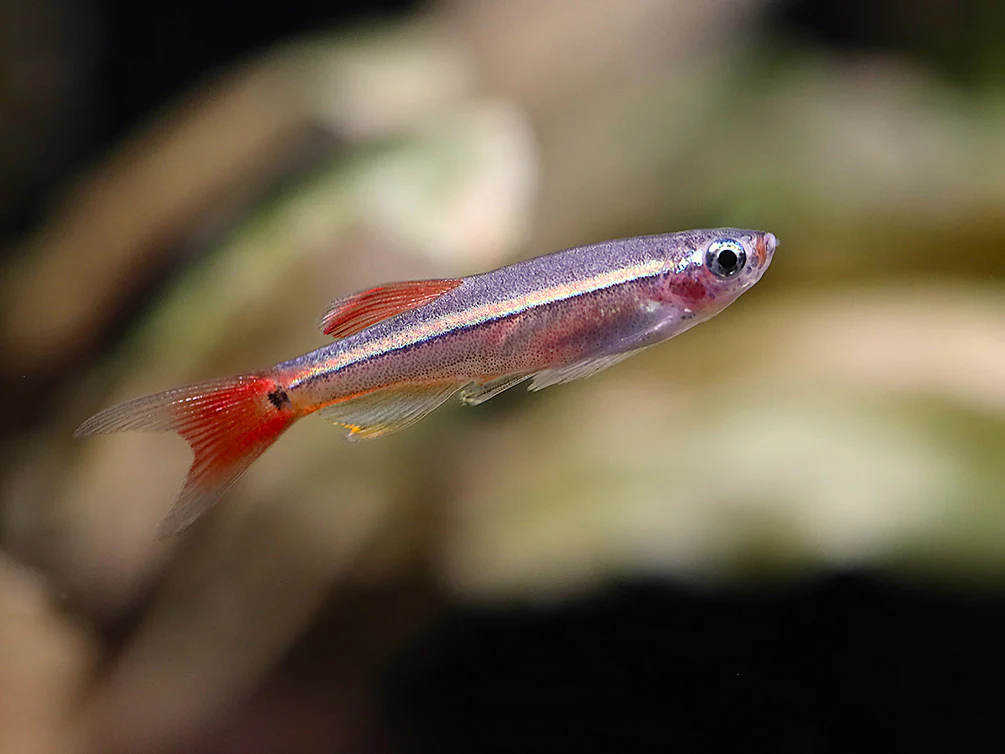 Longfin White Cloud Mountain Minnow (Tanichthys albonubes) – Tank Bred - Nestor' Aquariums & Pets