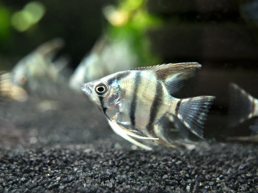 Blue Zebra Angelfish (Pterophyllum scalare), Tank Bred - Nestor' Aquariums & Pets