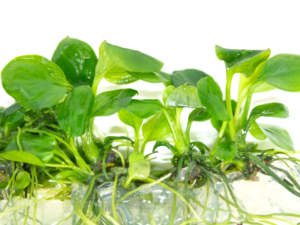 Gold Coin Anubias (Anubias barteri “Round Leaf”) Tissue Culture - Nestor' Aquariums & Pets