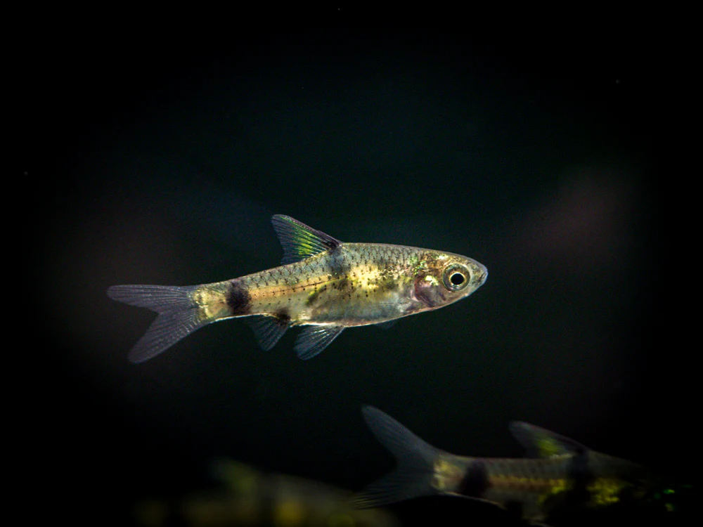 Golden Dwarf Barb (Pethia gelius), Tank-Bred!!! - Nestor' Aquariums & Pets