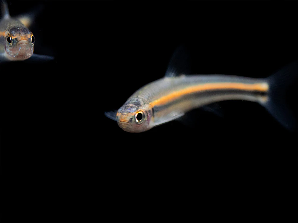 Rainbow Shiner (Notropsis chrosomus), Tank-Bred - Nestor' Aquariums & Pets