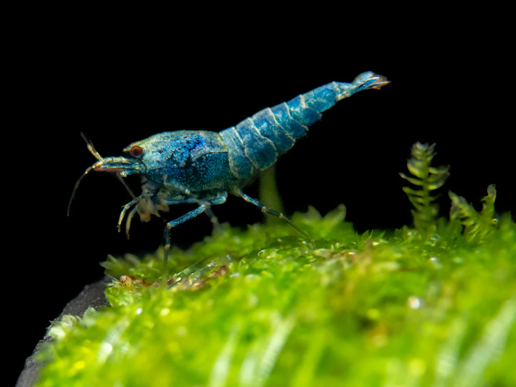 Blue Bolt Shrimp (Caridina cantonensis var. “Blue Bolt”), A-S Grade, Tank-Bred - Nestor' Aquariums & Pets