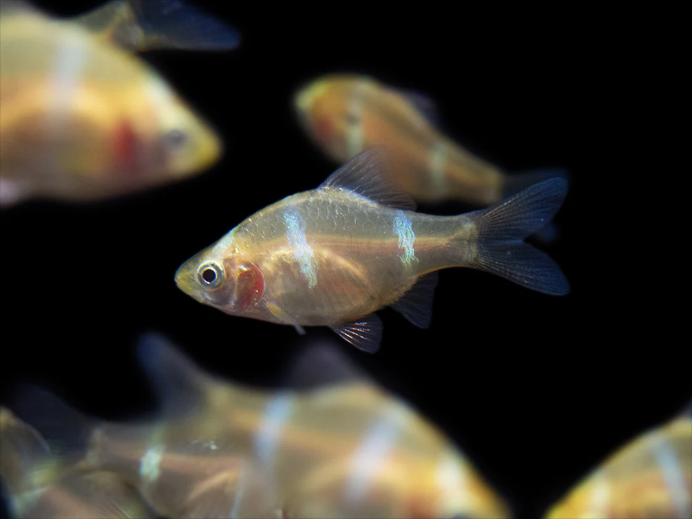 Albino Tiger Barb (Puntigrus tetrazona), Tank-Bred - Nestor' Aquariums & Pets
