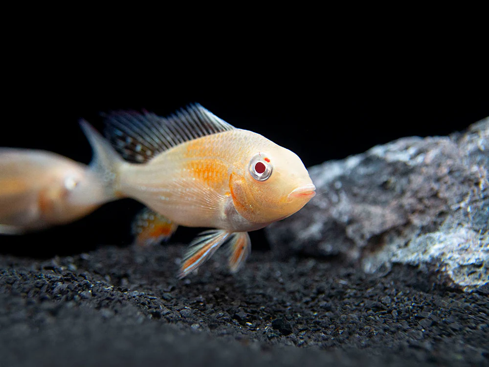 Albino Threadfin Acara Cichlid (Acarichthys heckelii), Tank-Bred! - Nestor' Aquariums & Pets