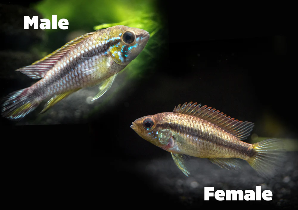Alenquer Agassizi's Dwarf Cichlid (Apistogramma cf. agassizii) - Tank-Bred! - Nestor' Aquariums & Pets