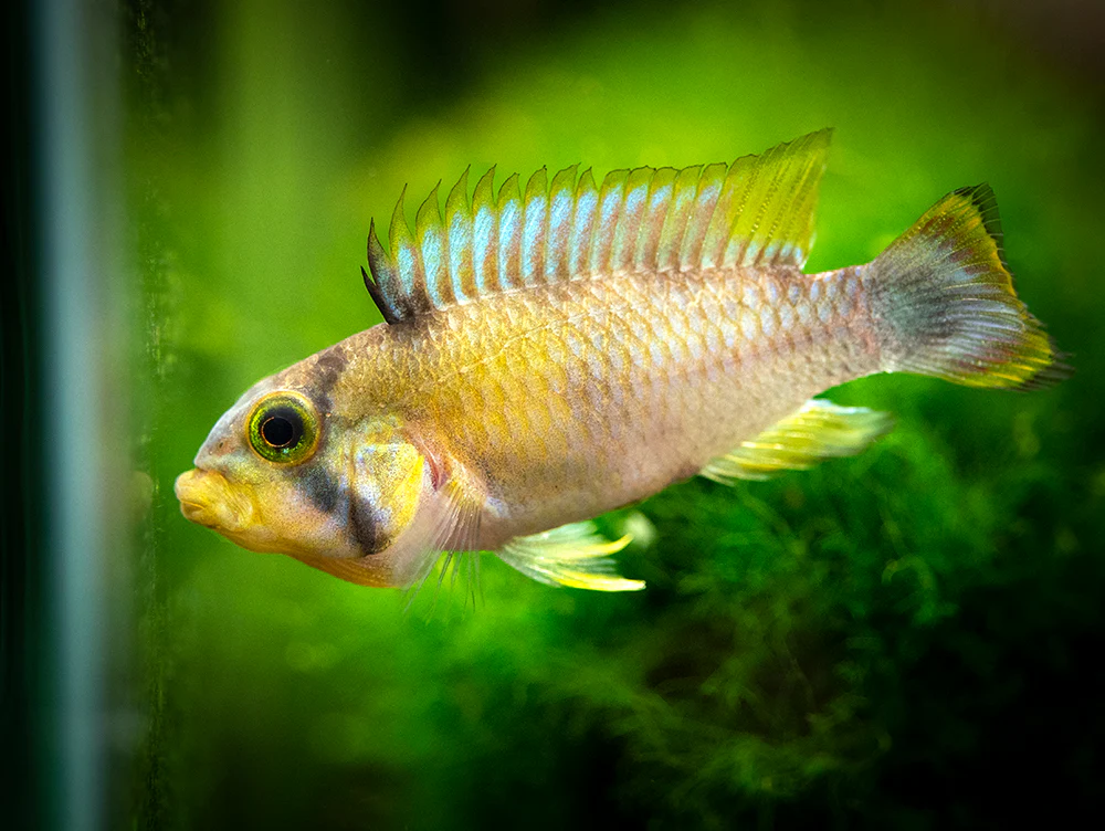 Blue Panda Dwarf Cichlid (Apistogramma panduro/pandurini) - TANK-BRED!!! - Nestor' Aquariums & Pets