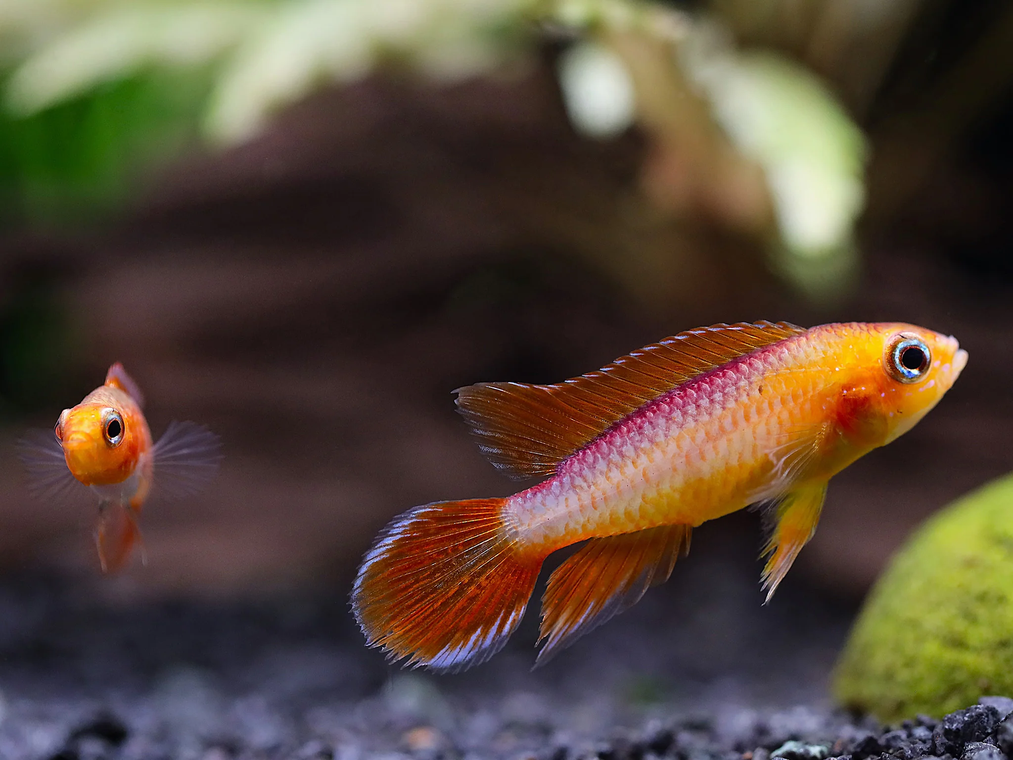 Gold Fire Red Agassizi's Dwarf Cichlid (Apistogramma cf. agassizii), Tank-Bred - Nestor' Aquariums & Pets