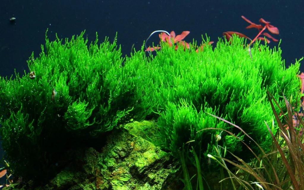 Taxiphyllum sp. ’Flame Moss’ Tissue Culture - Nestor' Aquariums & Pets