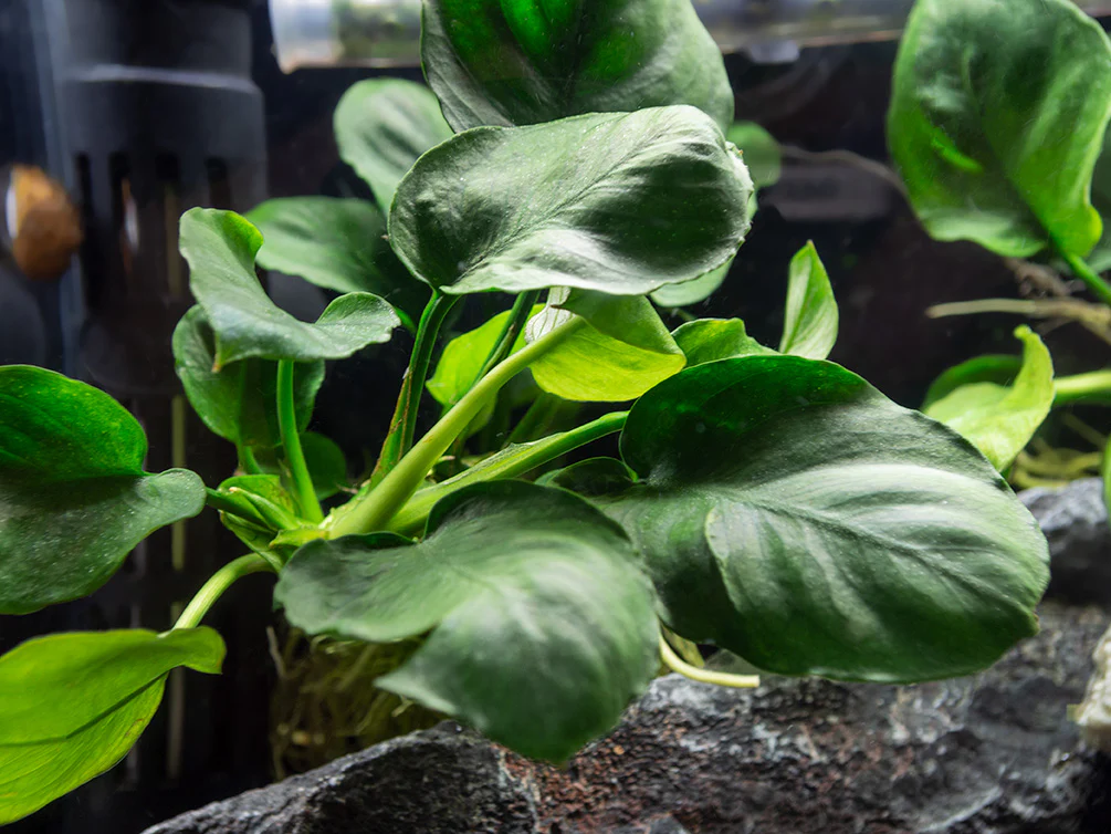 Gold Coin Anubias (Anubias barteri “Round Leaf”), Bare Root - Nestor' Aquariums & Pets
