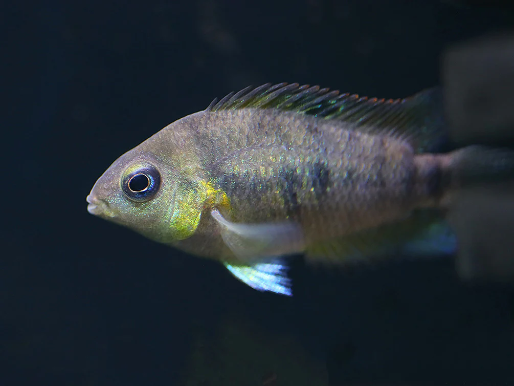 Gold Convict Cichlid (Amatitlania nanolutea 