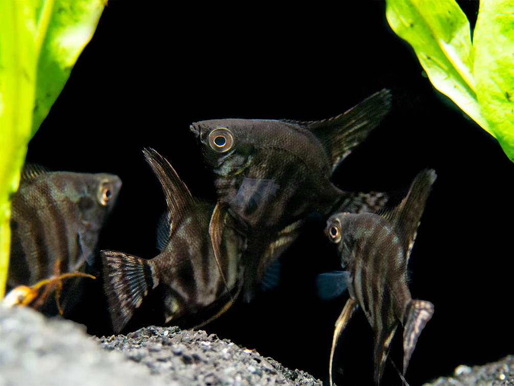 Black Zebra Angelfish (Pterophyllum scalare) - TANK-BRED! - Nestor' Aquariums & Pets