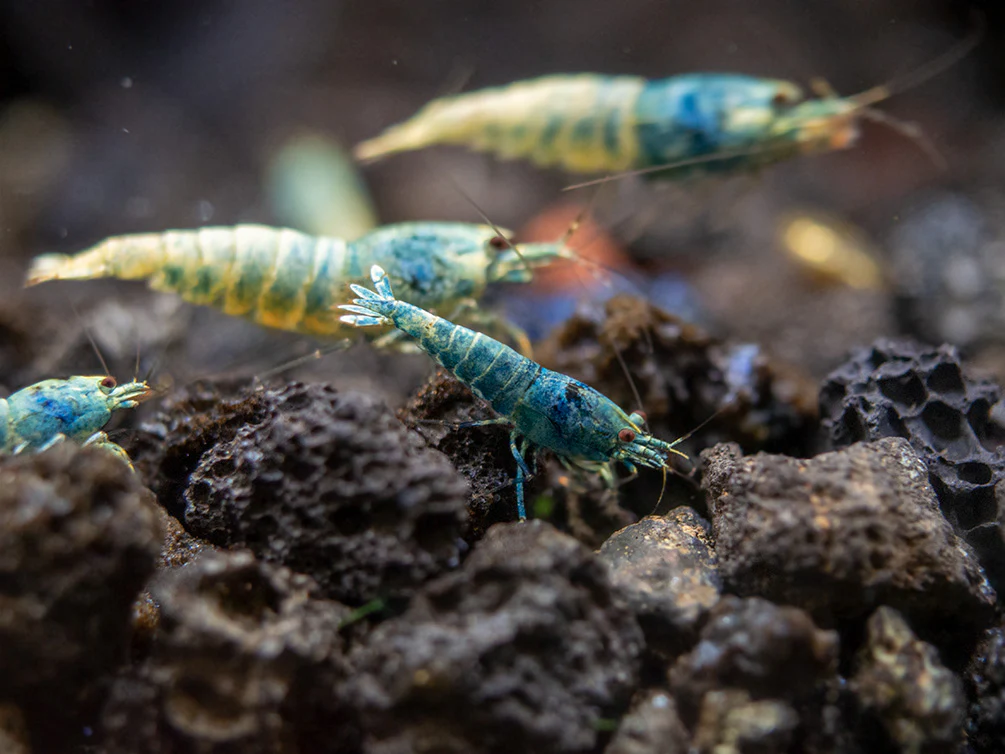 Blue Bolt Shrimp (Caridina cantonensis var. “Blue Bolt”), A-S Grade, Tank-Bred - Nestor' Aquariums & Pets