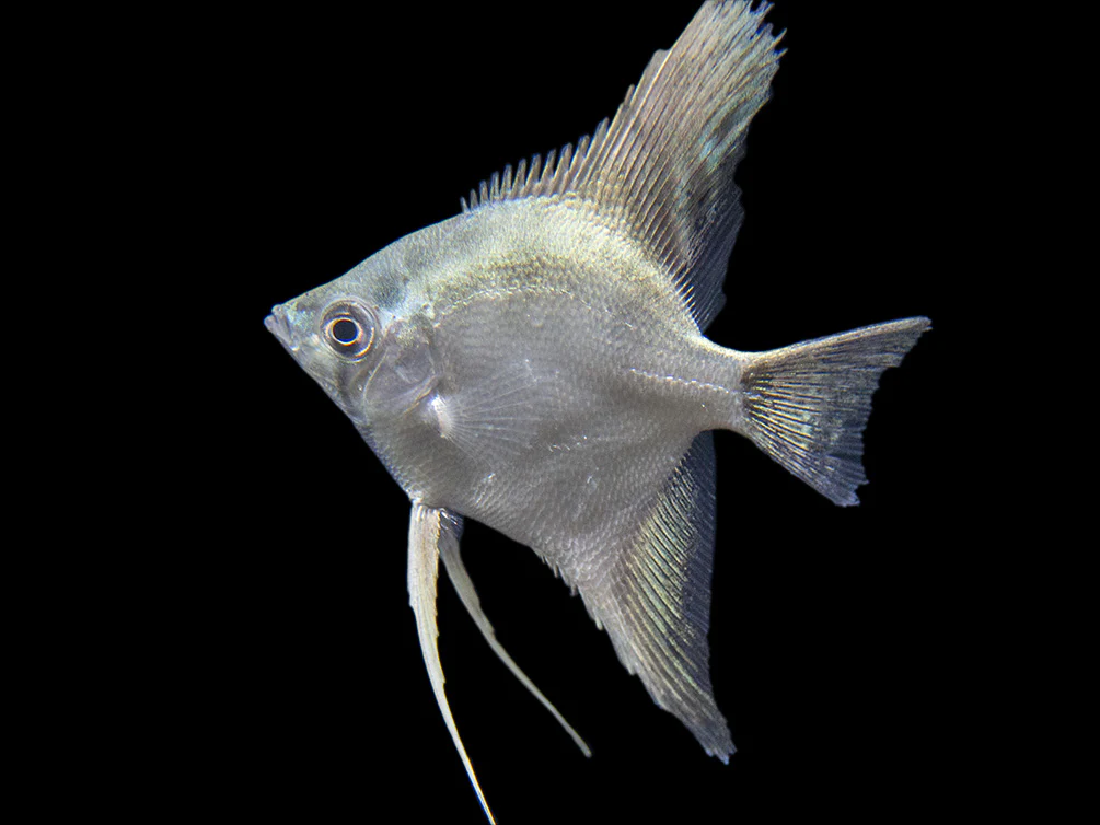 Belem Sky Blue Angelfish (Pterophyllum scalare) - Tank-Bred - Nestor' Aquariums & Pets