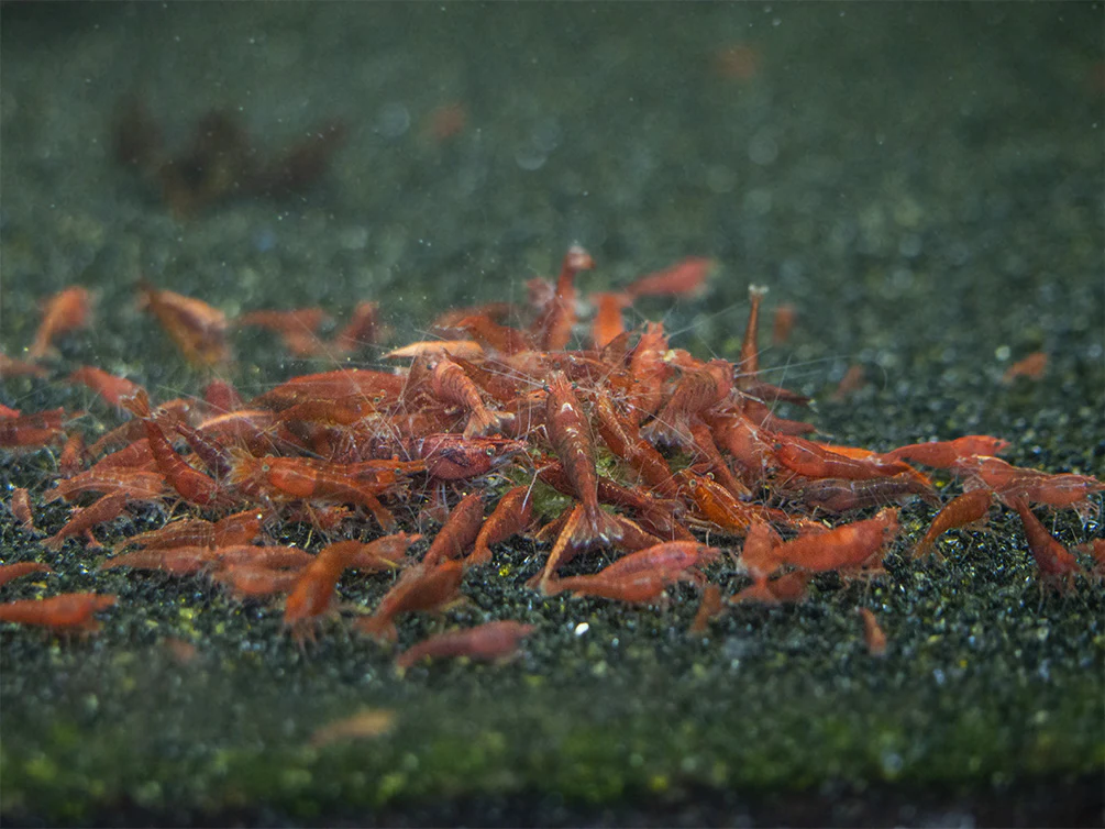 Shrimp Envy - Sample Pack - Nestor' Aquariums & Pets
