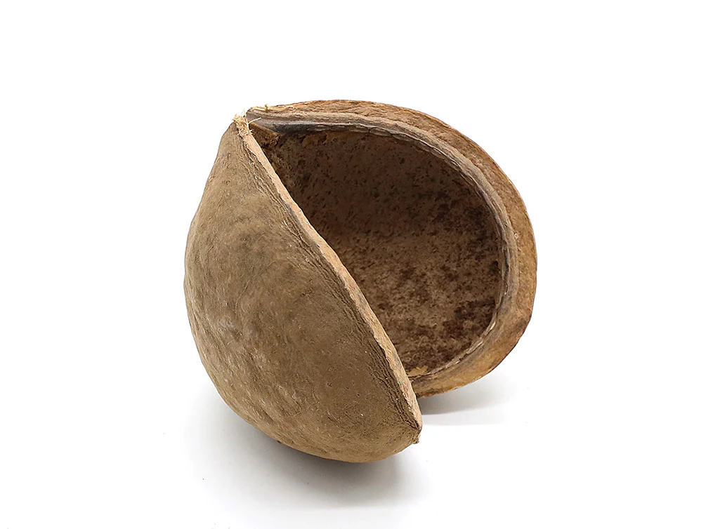 Aquatic Arts Buddha / Nut Pods — Dried Botanicals - Nestor' Aquariums & Pets