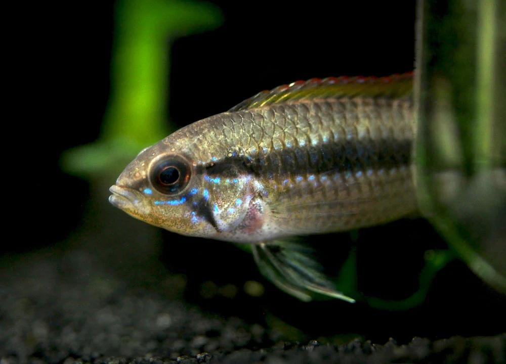 Double Red Agassizi's Dwarf Cichlid (Apistogramma cf. agassizii) - TANK-BRED!!! - Nestor' Aquariums & Pets