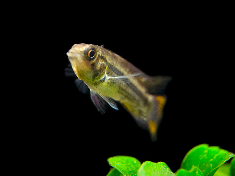 Cockatoo Dwarf Cichlid (Apistogramma cacatuoides) - Nestor' Aquariums & Pets