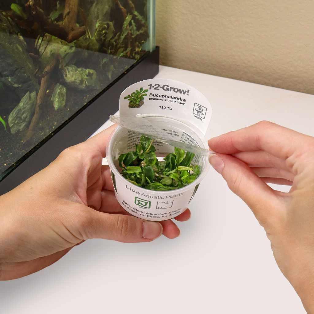 Bucephalandra Pygmaea 'Bukit Kelam' Tissue Culture - Nestor' Aquariums & Pets