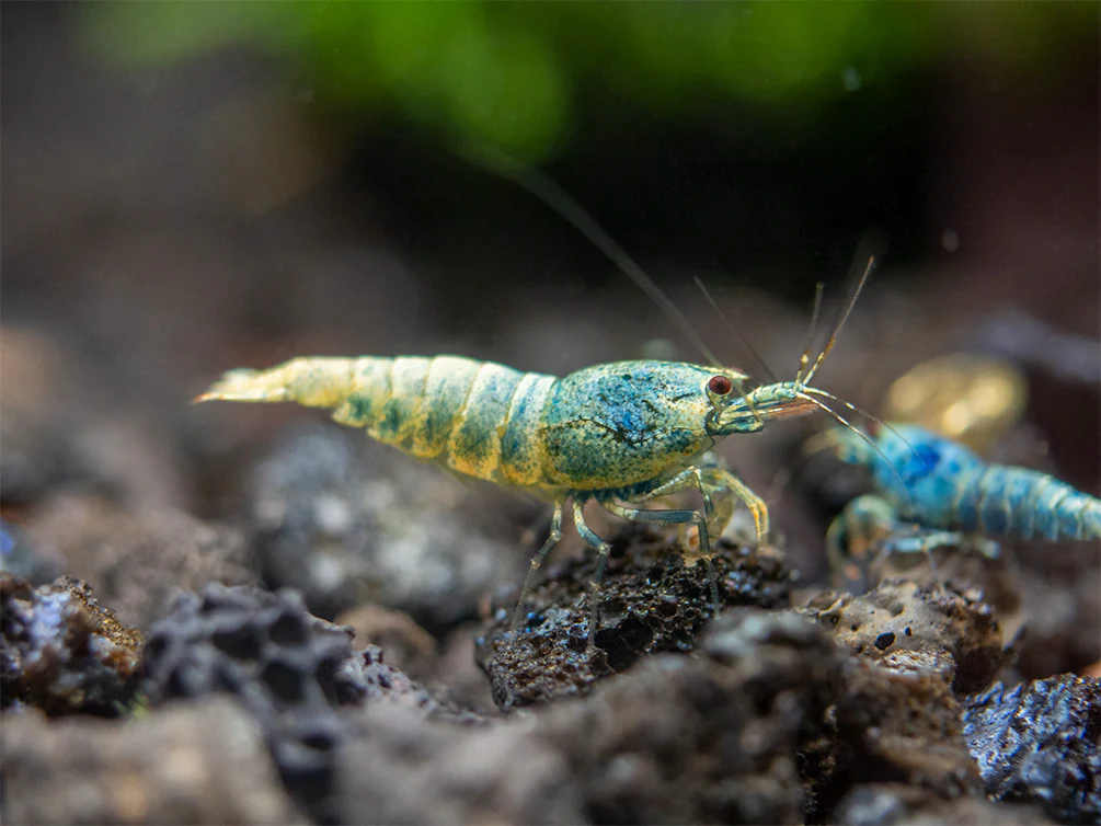 Blue Bolt Shrimp (Caridina cantonensis var. “Blue Bolt”), A-S Grade, Tank-Bred - Nestor' Aquariums & Pets
