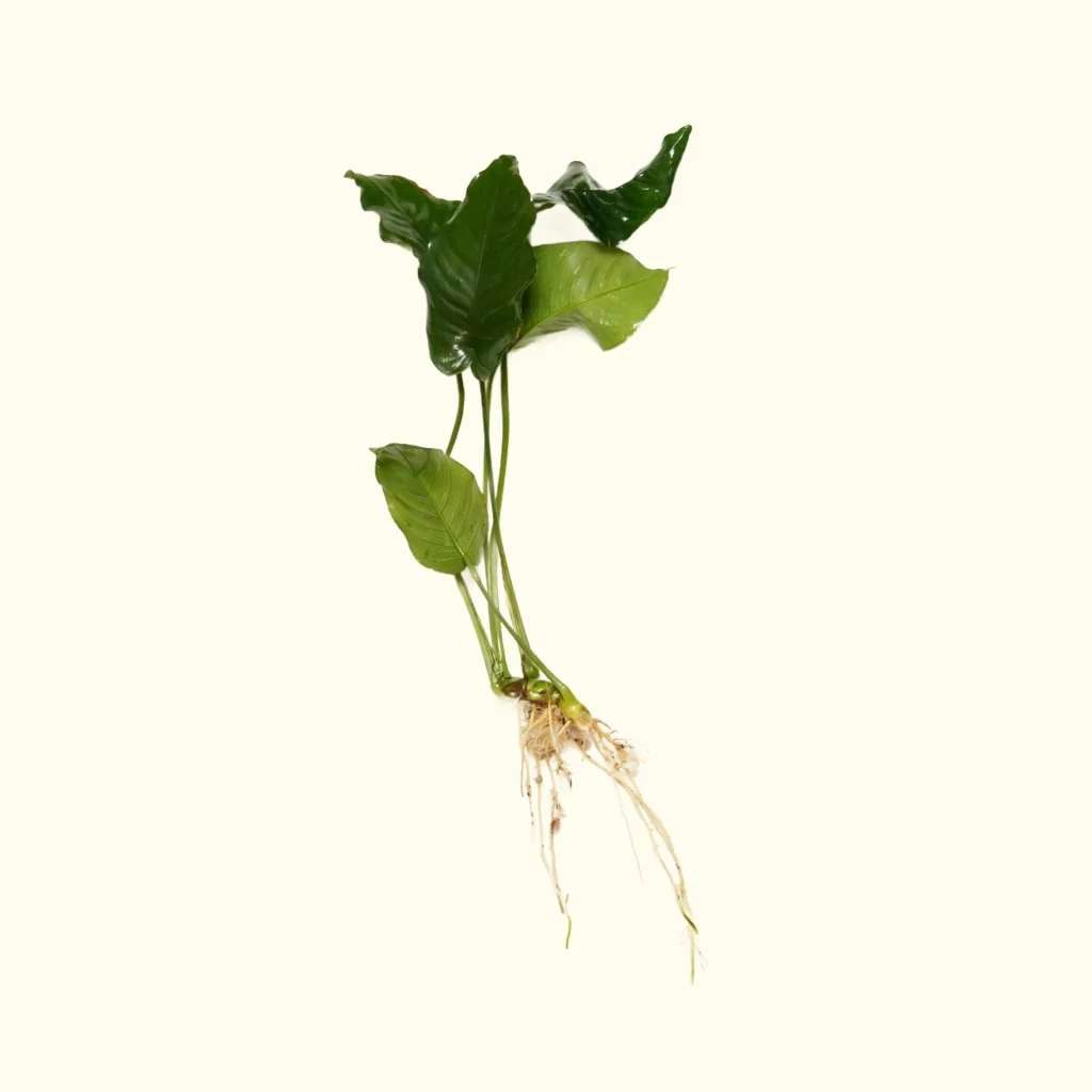 Anubias Nana - Nestor' Aquariums & Pets
