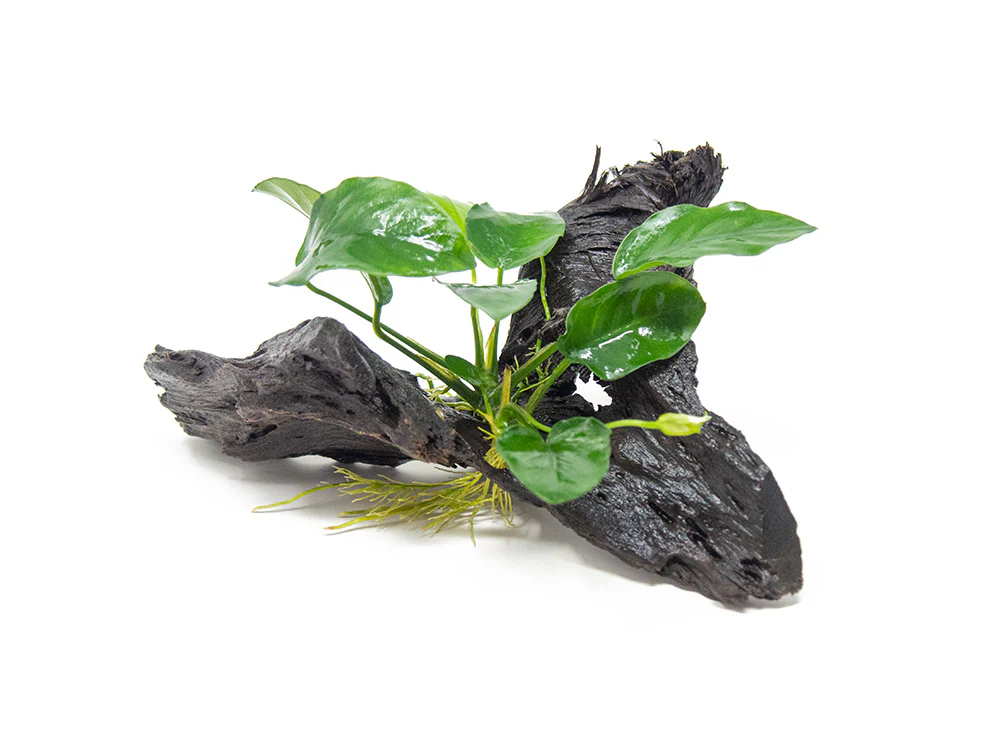 Anubias sp. on Driftwood - Nestor' Aquariums & Pets