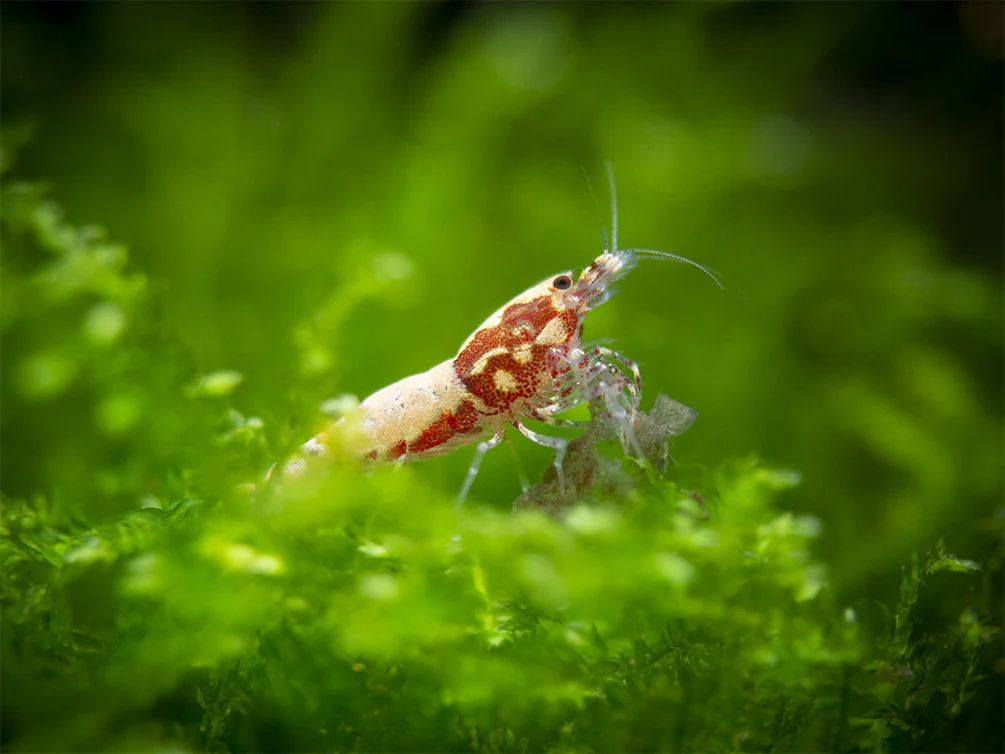 Red Galaxy Pinto Shrimp (Caridina cantonensis, A Grade), Tank-Bred - Nestor' Aquariums & Pets