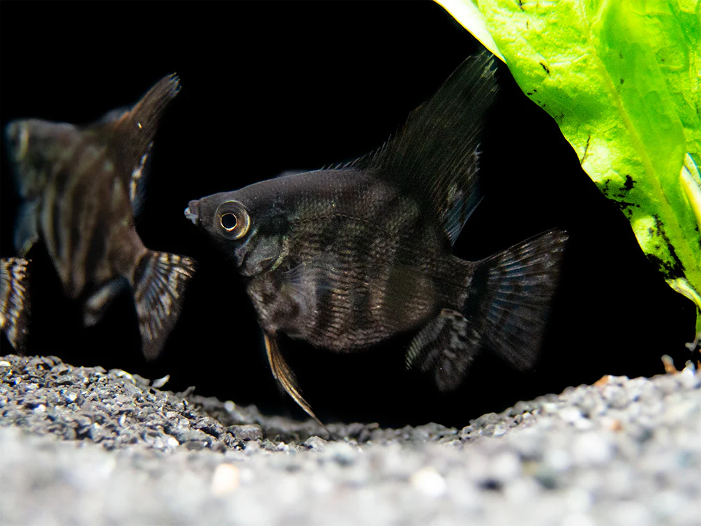 Black Zebra Angelfish (Pterophyllum scalare) - TANK-BRED! - Nestor' Aquariums & Pets