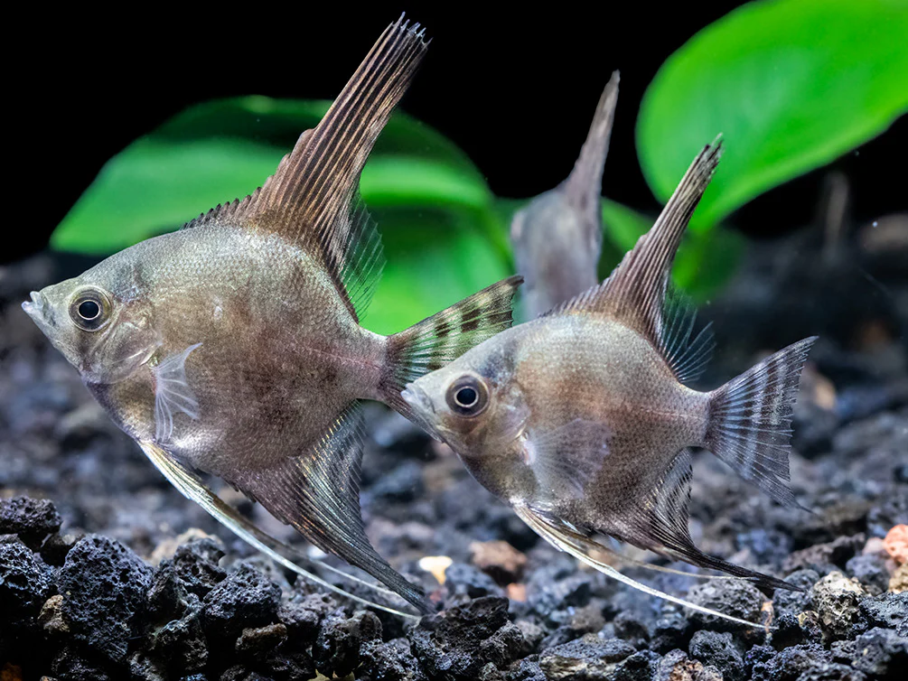 Philippine Blue Smokey Angelfish (Pterophyllum scalare) - TANK-BRED! - Nestor' Aquariums & Pets