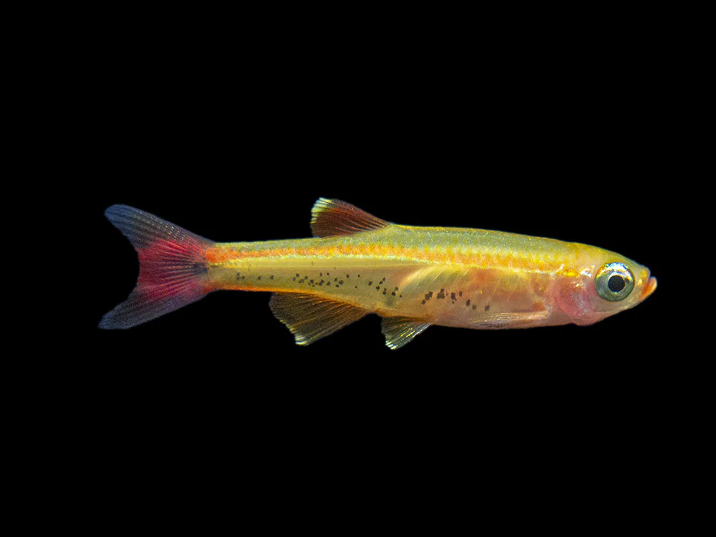 Gold White Cloud Mountain Minnow (Tanichthys albonubes 