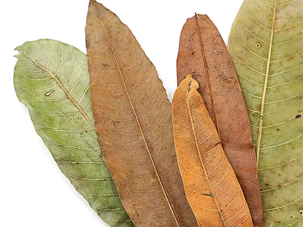Aquatic Arts Mango Leaves (Mangifera indica) — Dried Botanicals - Nestor' Aquariums & Pets
