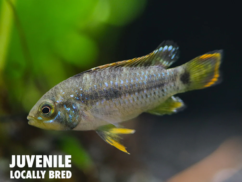 Panda Dwarf Cichlid (Apistogramma nijsseni) - Nestor' Aquariums & Pets