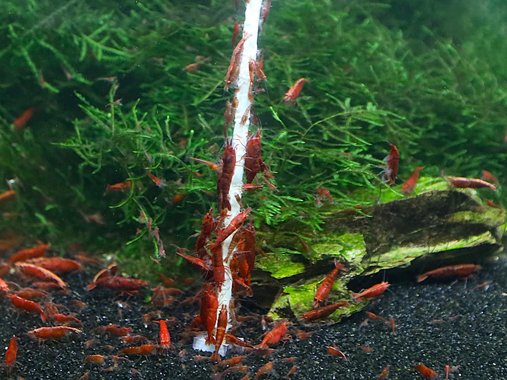KatsAquatics Shrimpsicles – 10-Pack Variety of Calcium-Rich Shrimp Treat Sticks - Nestor' Aquariums & Pets
