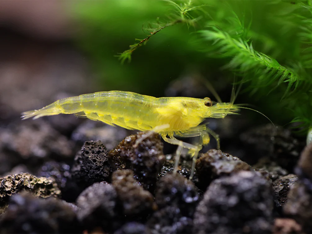 Amano Shrimp Combo Box - Nestor' Aquariums & Pets