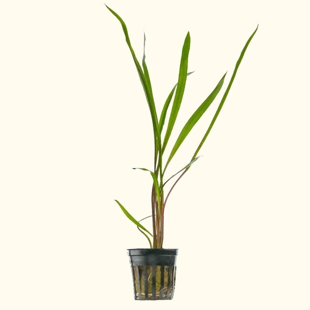 Cryptocoryne Spiralis - Nestor' Aquariums & Pets