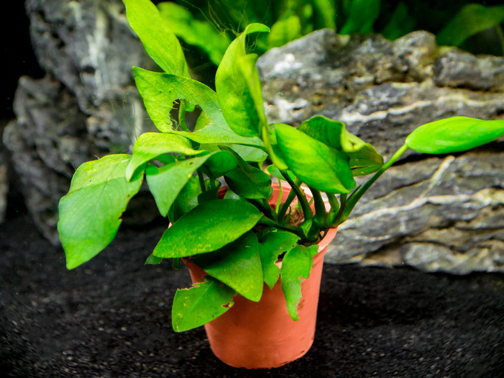 B-Grade Anubias, Assorted (Anubias sp.) - Nestor' Aquariums & Pets