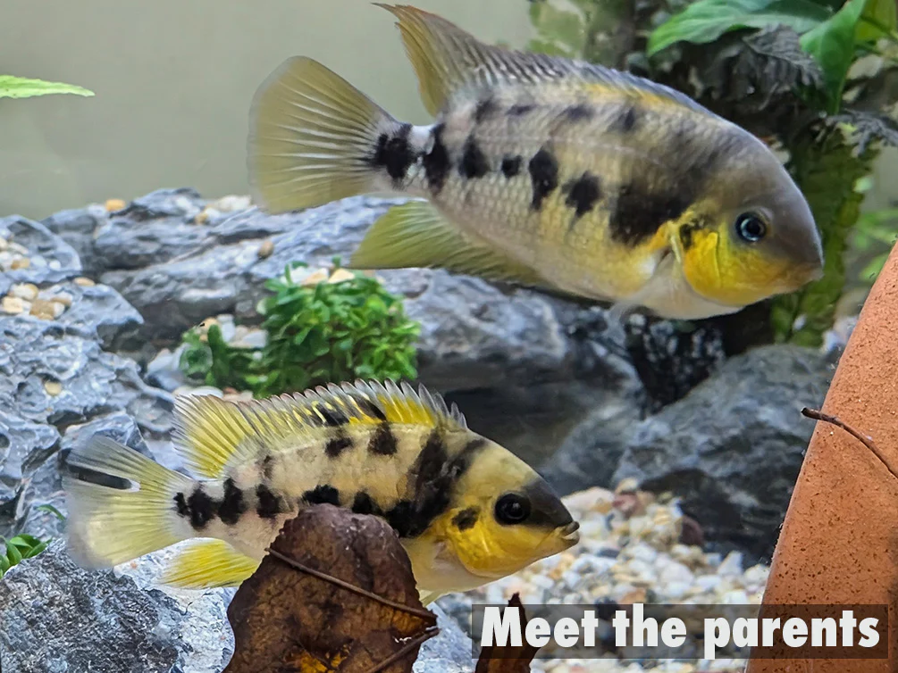 Gold Convict Cichlid (Amatitlania nanolutea 