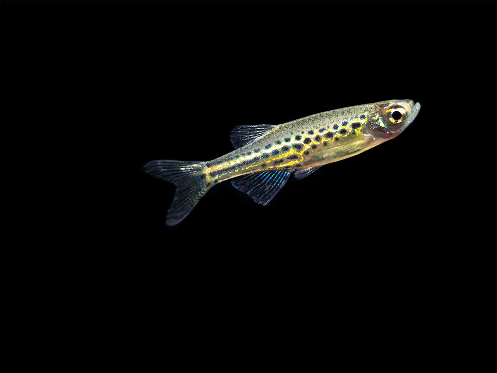 Gold Ring Danio (Brachydanio tinwini) - Nestor' Aquariums & Pets