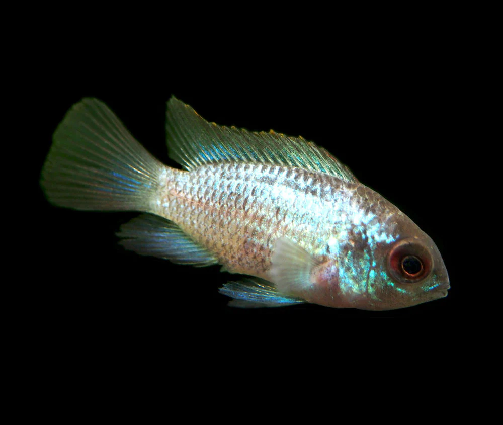 Electric Blue Acara Cichlid (Andinoacara pulcher hybrid), Tank-Bred! - Nestor' Aquariums & Pets
