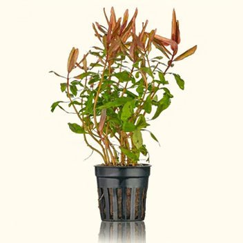 Ammannia Gracilis - Nestor' Aquariums & Pets